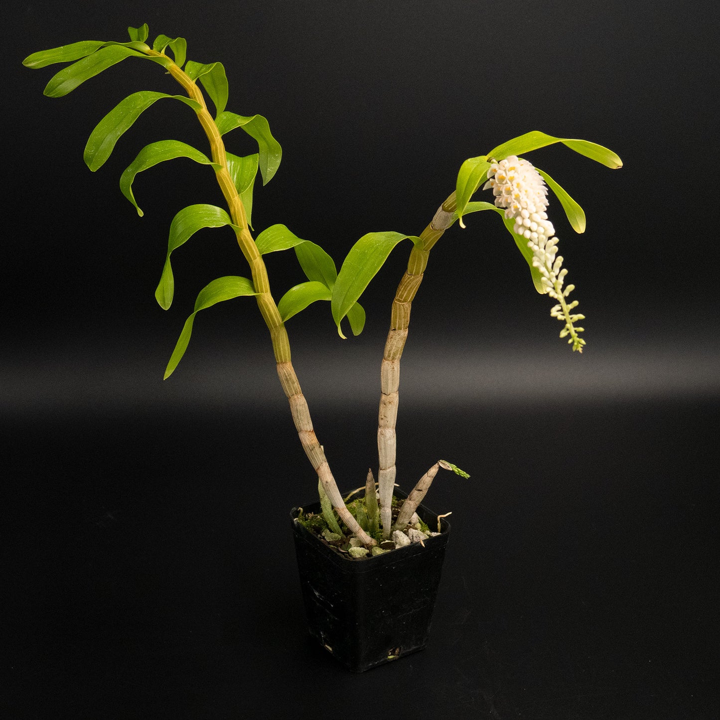 Den. secundum (alba x red)