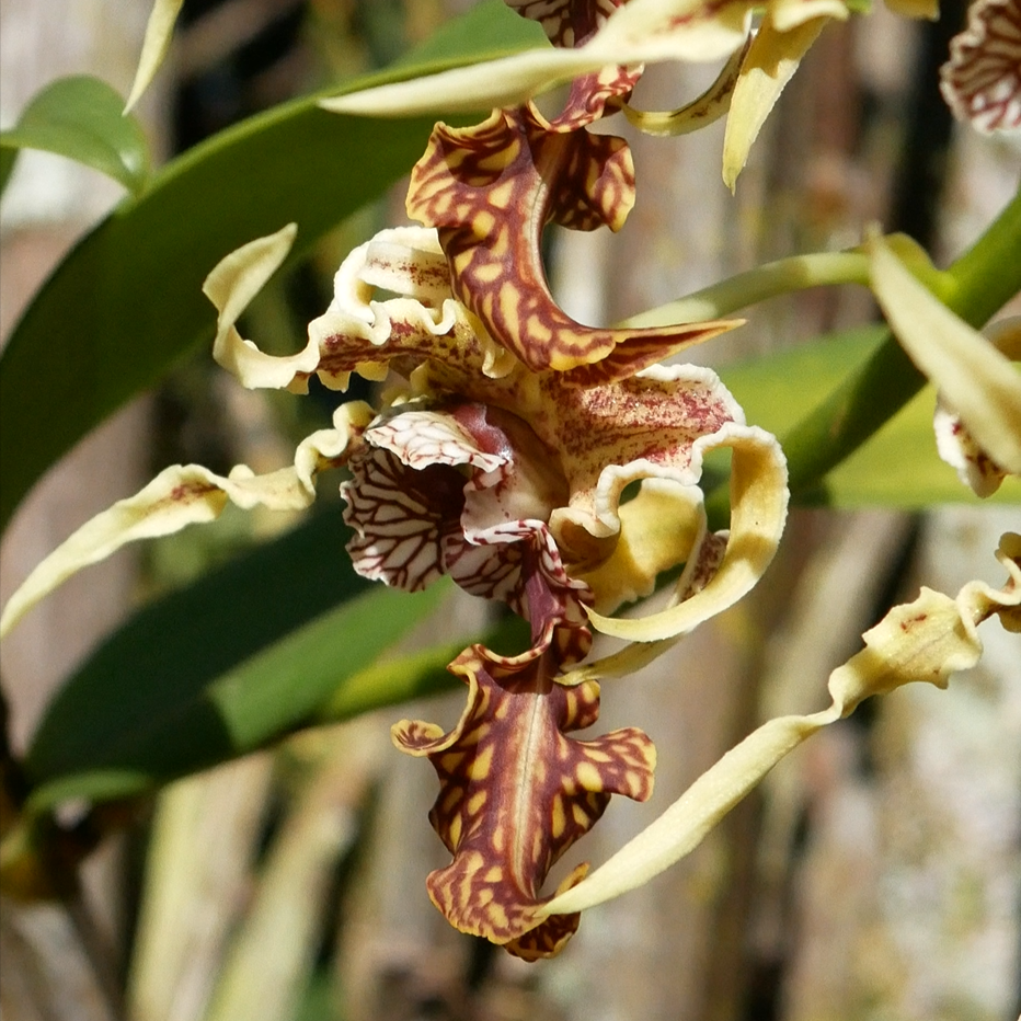 Dendrobium (Den.) spectabile