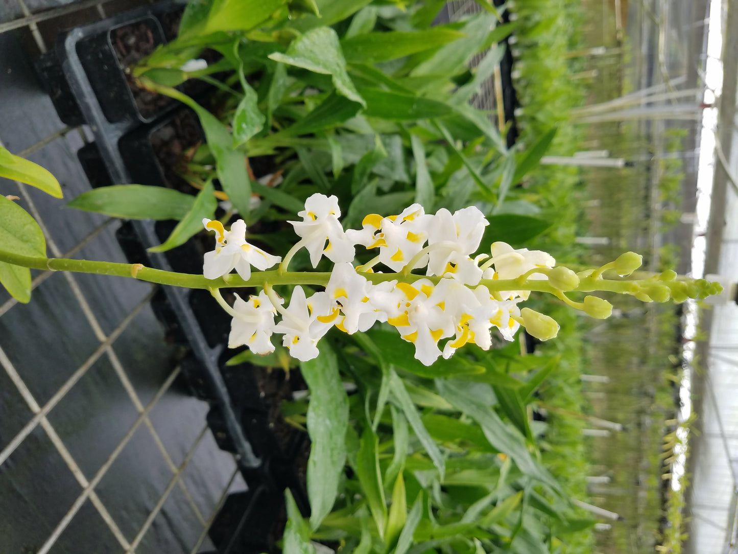 Doritis pulcherrima var. champornensis