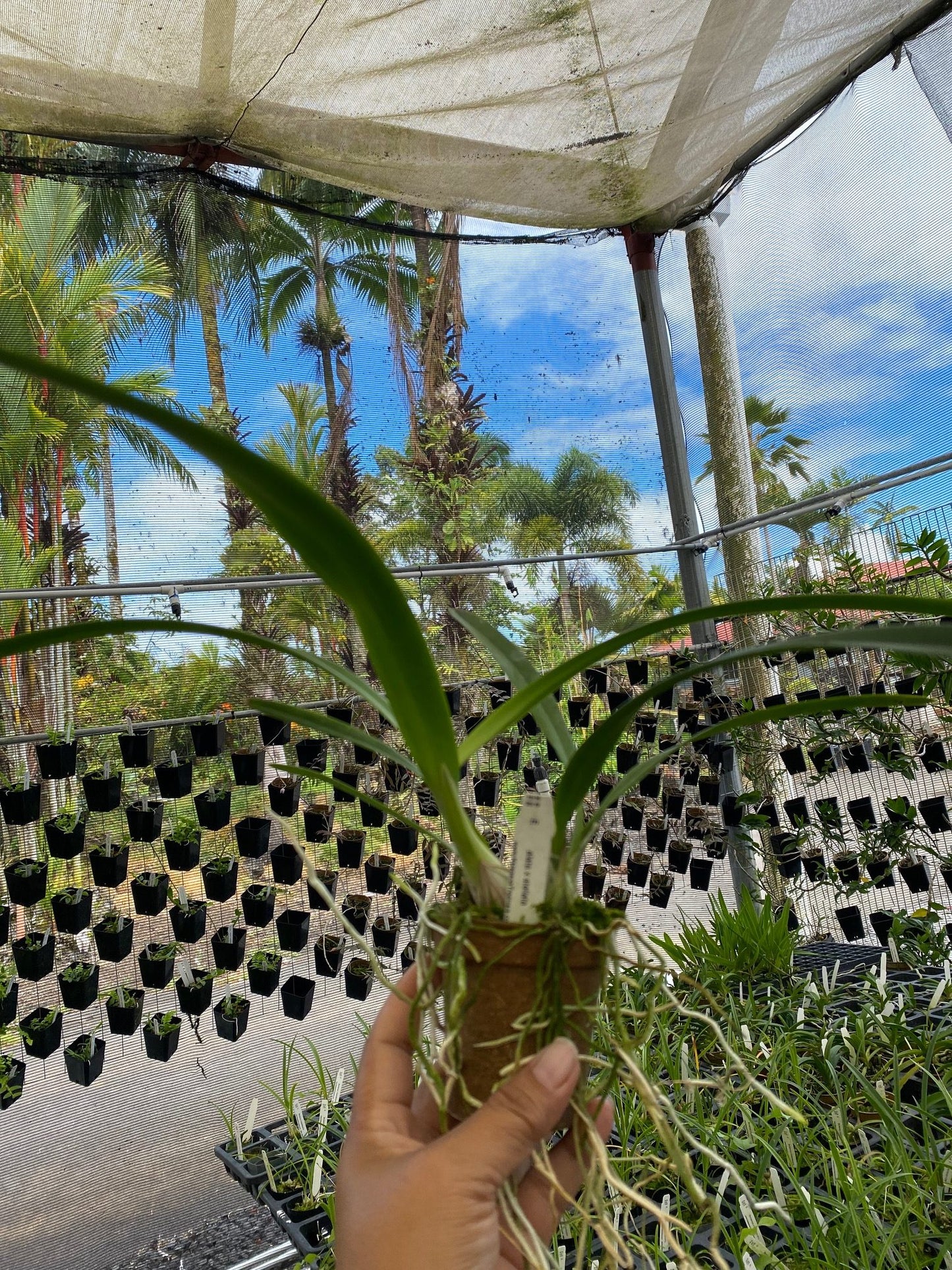 E. alata x stellata- Blooming size