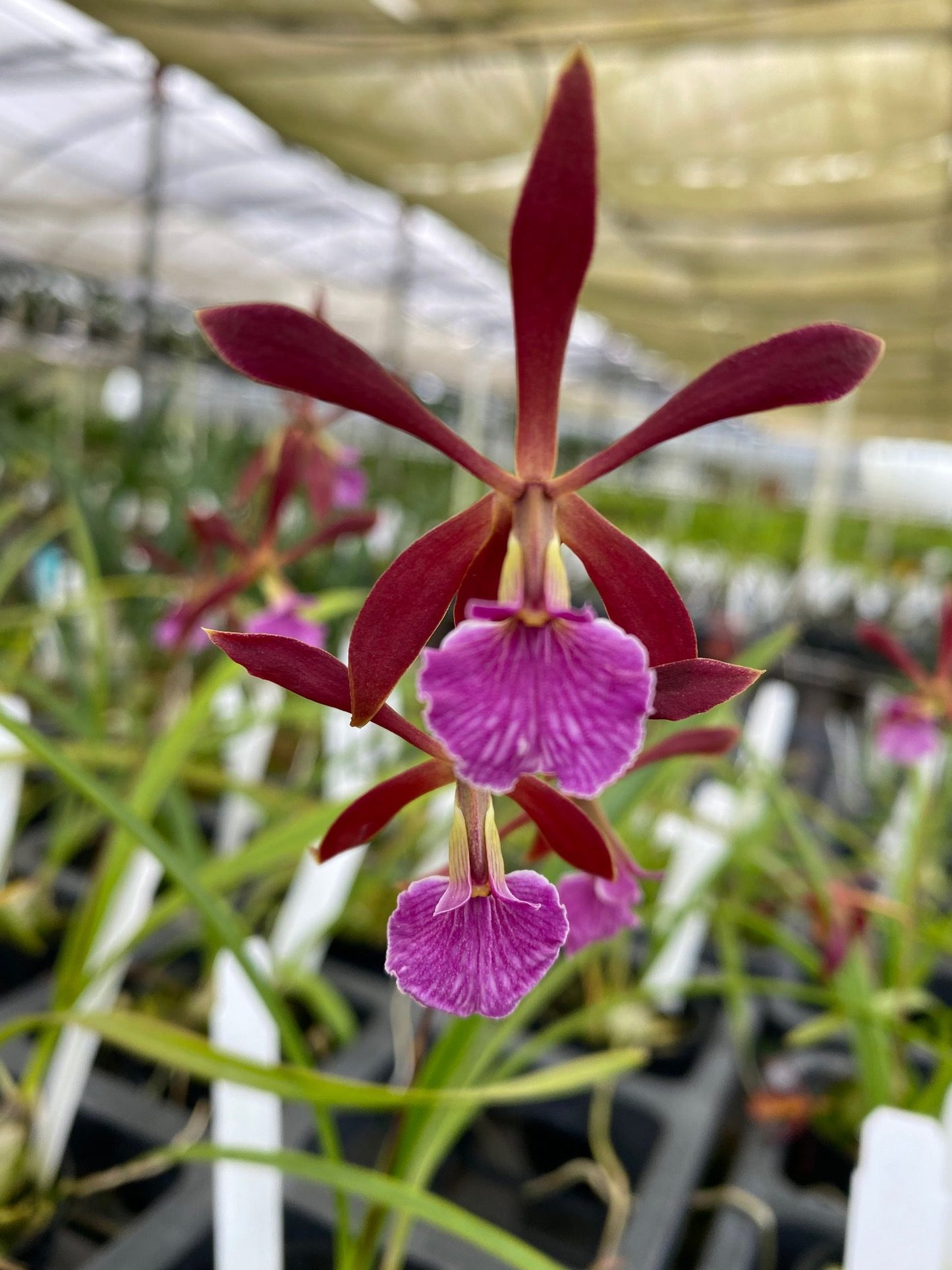 E. borincana x bractescens