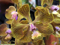 E. fowliei- Blooming Size