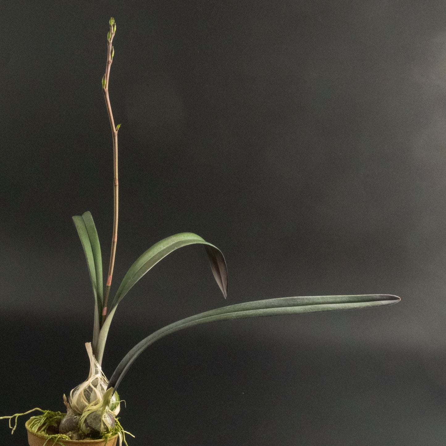 Encyclia randii