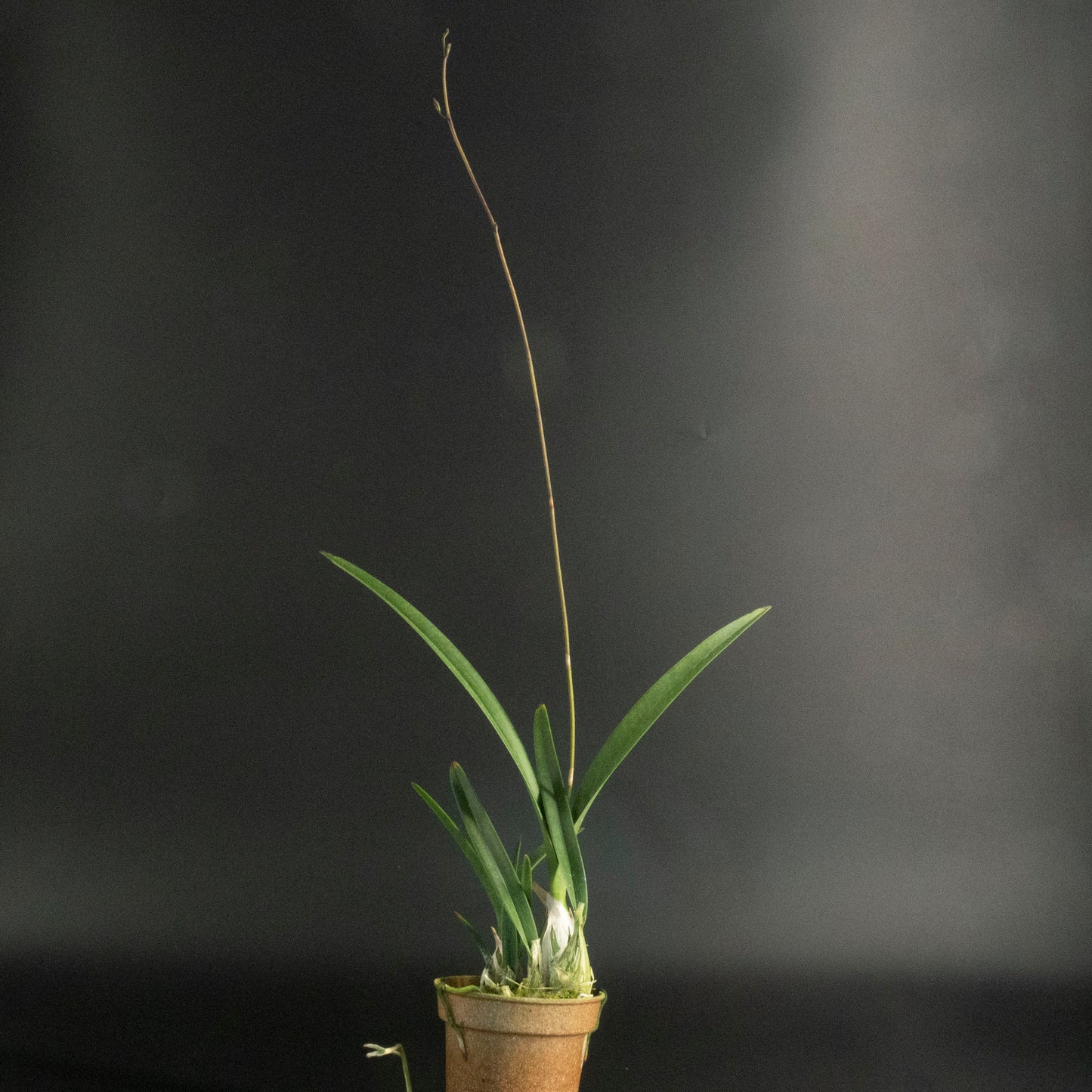 Encyclia seidelii