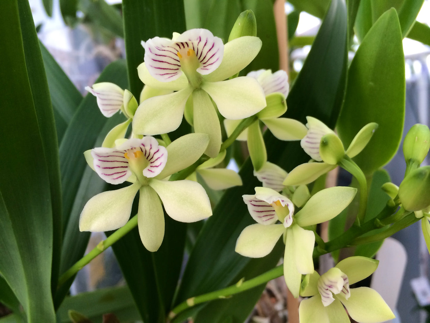 6" Encyclia radiata