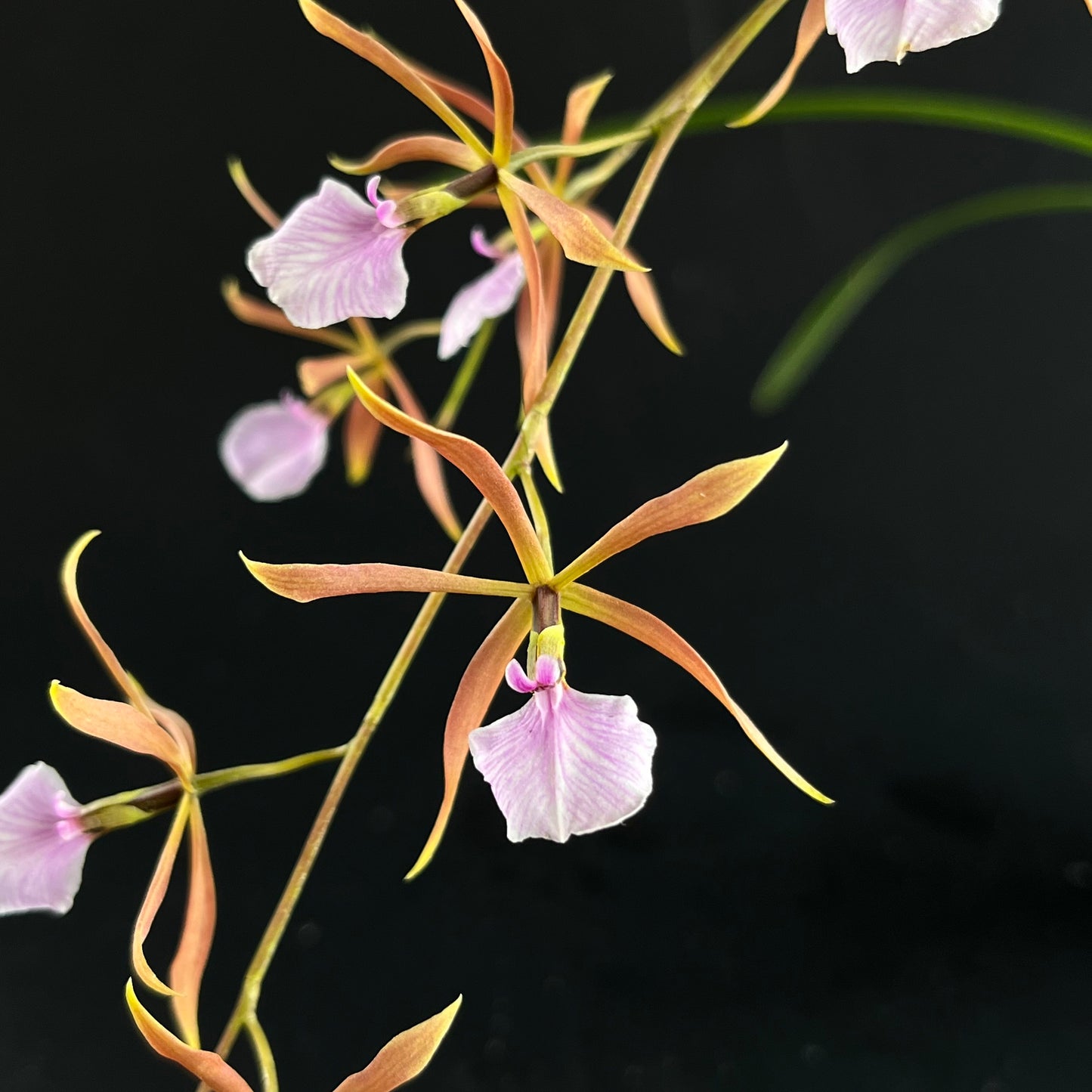 Encyclia bractescens
