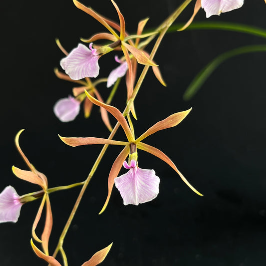 Encyclia bractescens