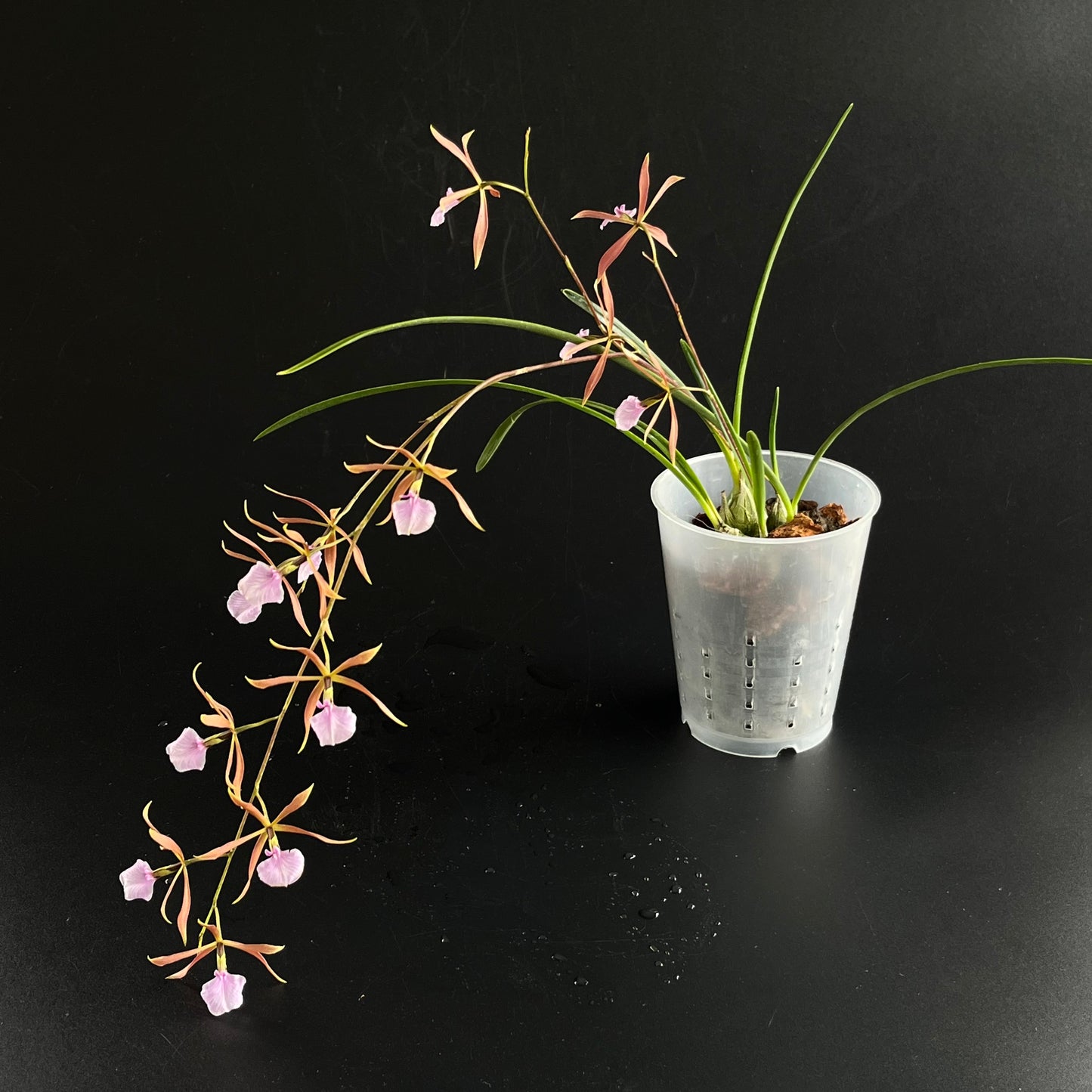 Encyclia bractescens