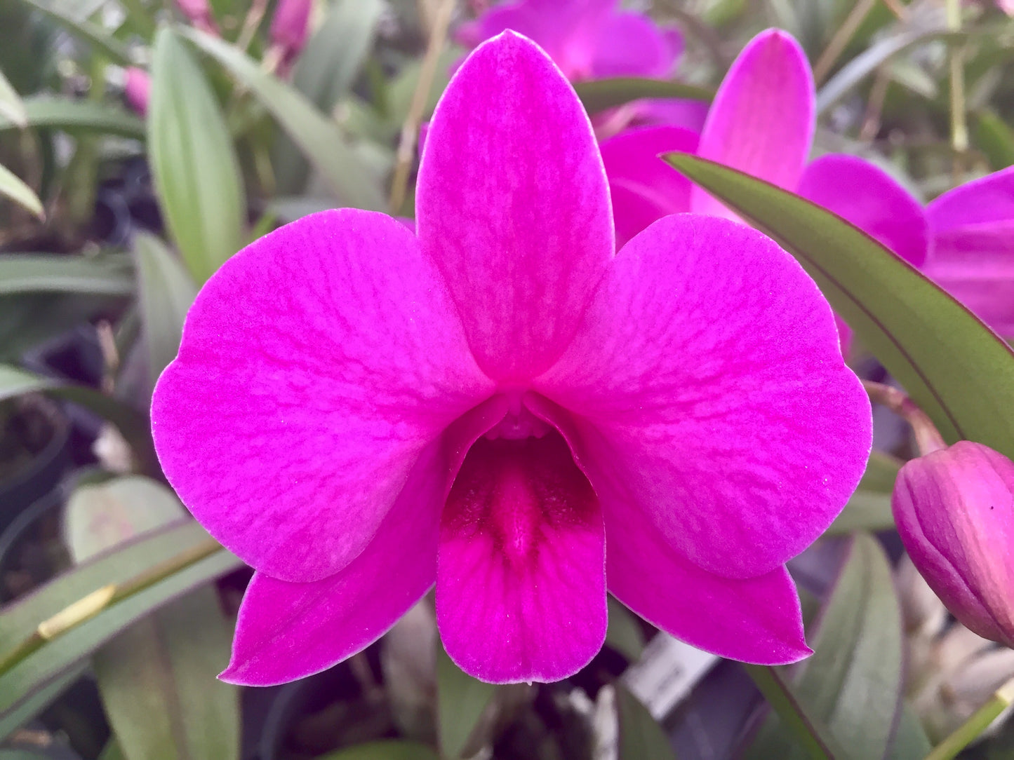 3" Den. Enobi Purple