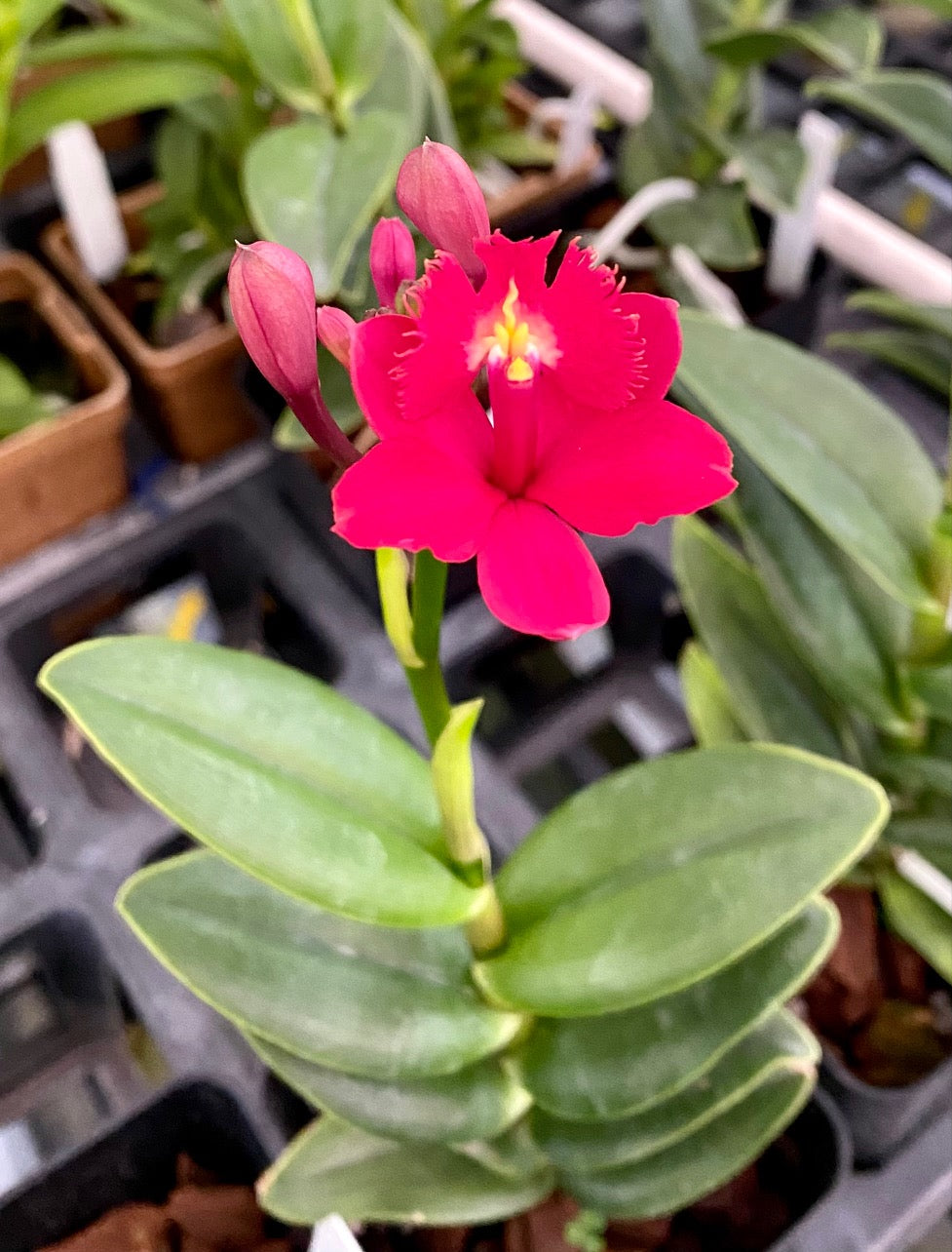 Epi. Pacific Pinwheel x Pacific Prince