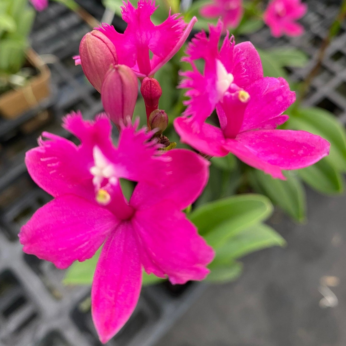 Epidendrum Pacific Prince