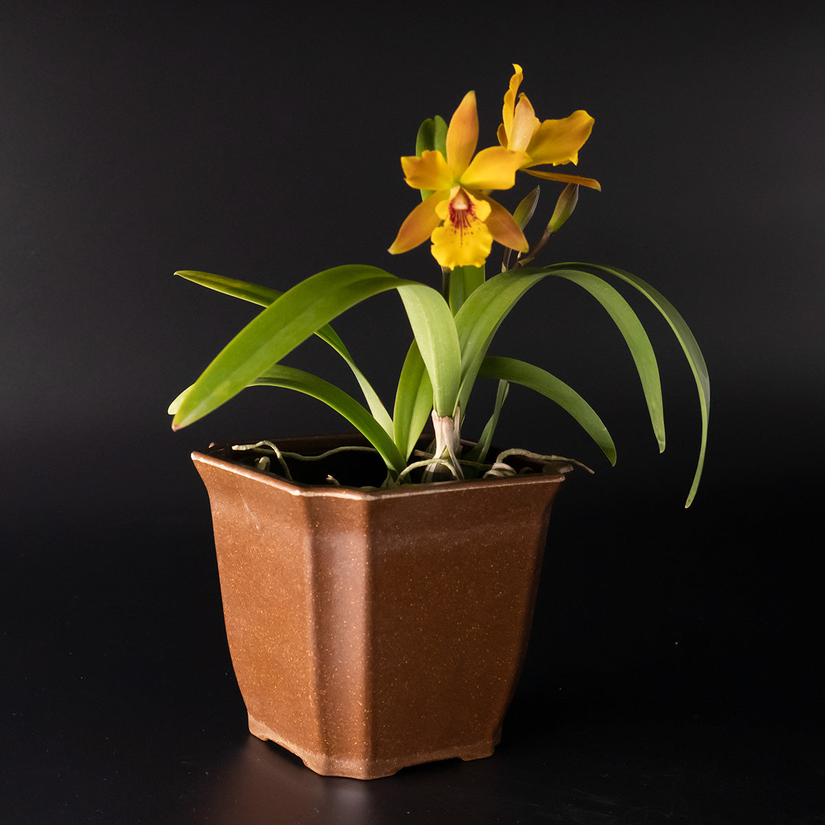 Epilaeliocattleya Jackie Bright