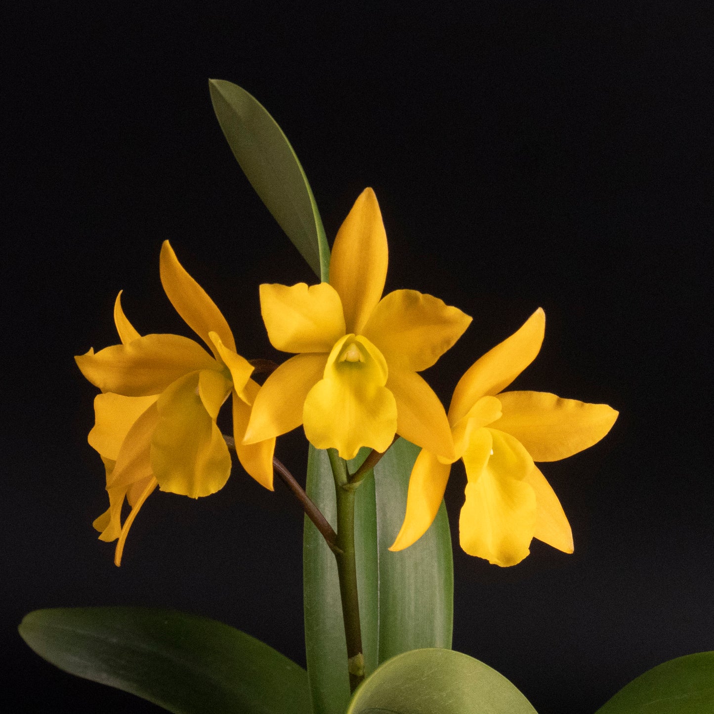 Eplc. Golden Sunburst