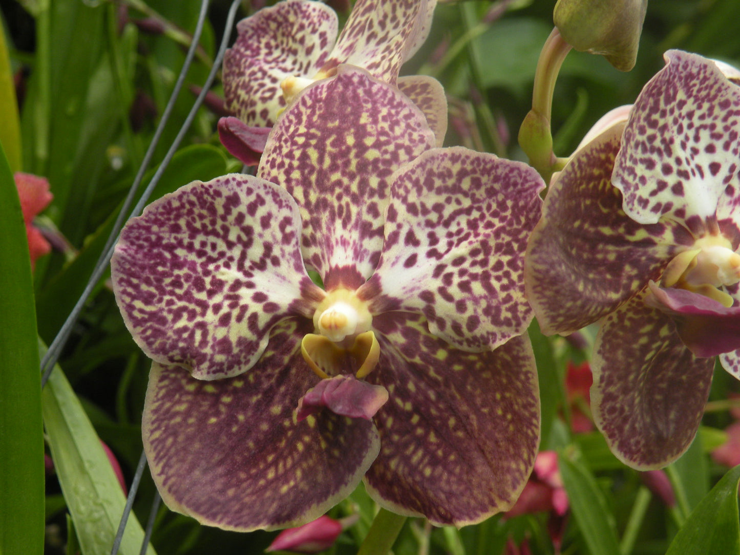 Vanda Fuch's Delight ' Black'