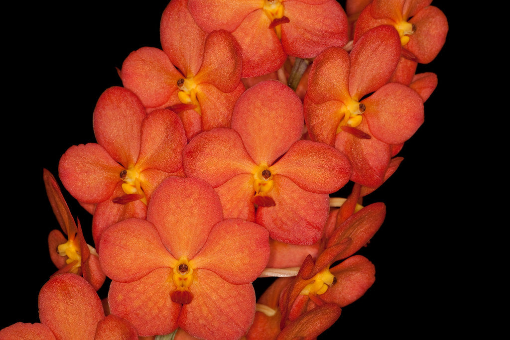 Ascda. Fuchs Sunglow Orange