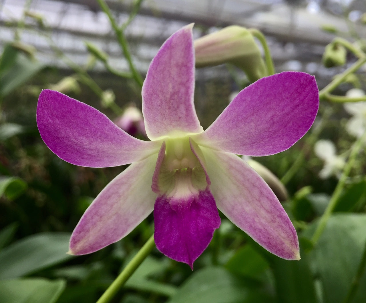 Den. Jaquelyn Thomas 'Uniwai Supreme'