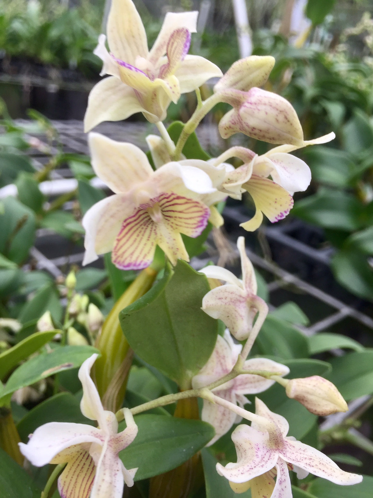 Den. Aussie Chip x atroviolaceaum