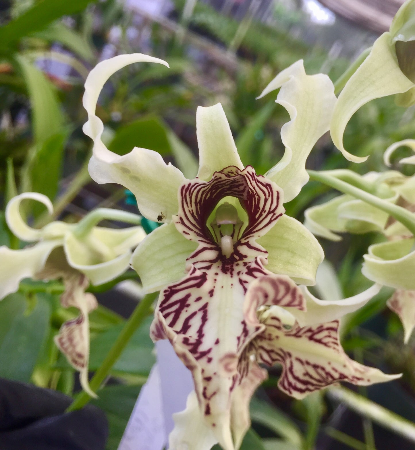 Den. Joyce Kelly- Non Bloom -50% off