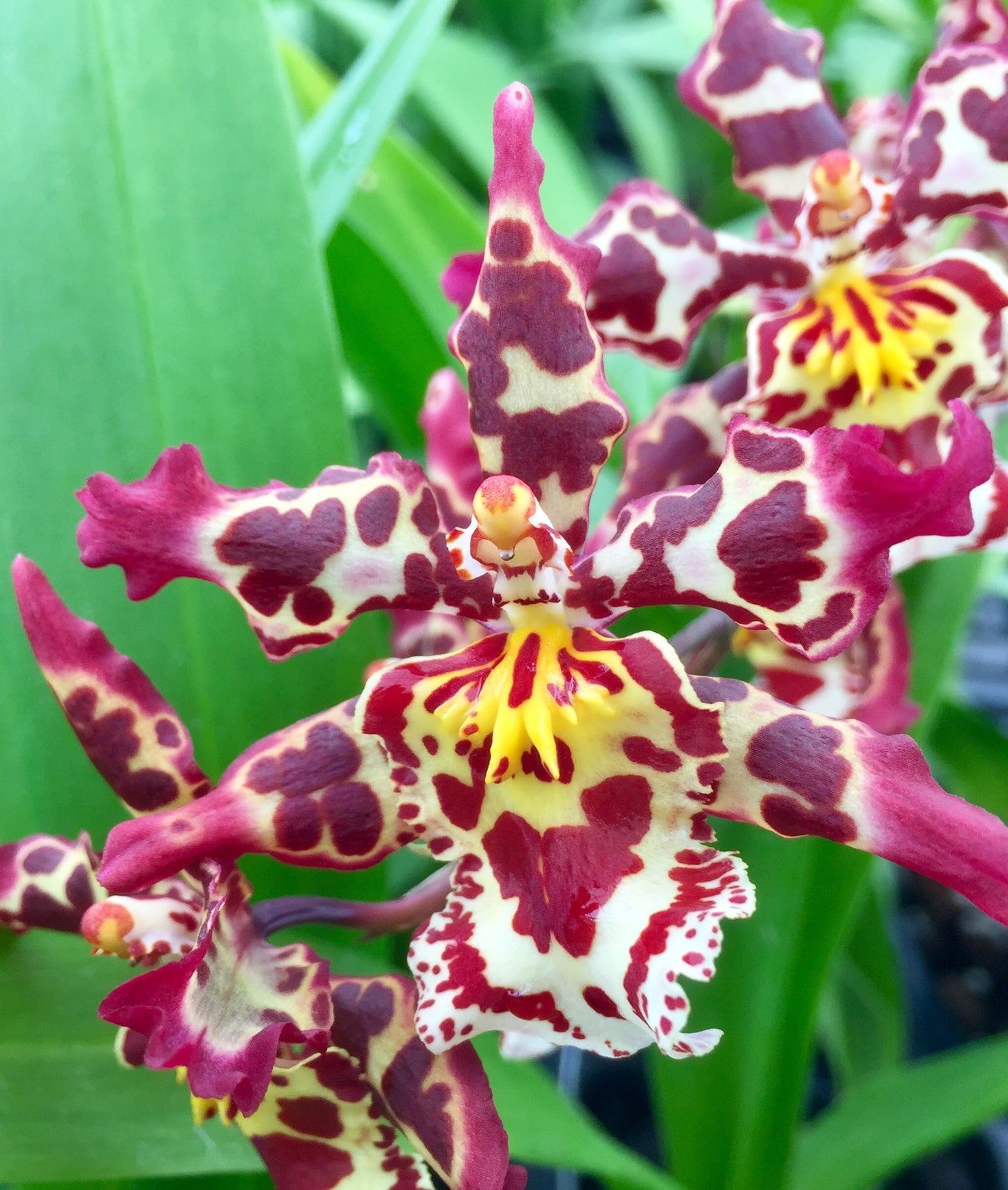 Mtdm. Pacific Ripple 'Coqui Poke'