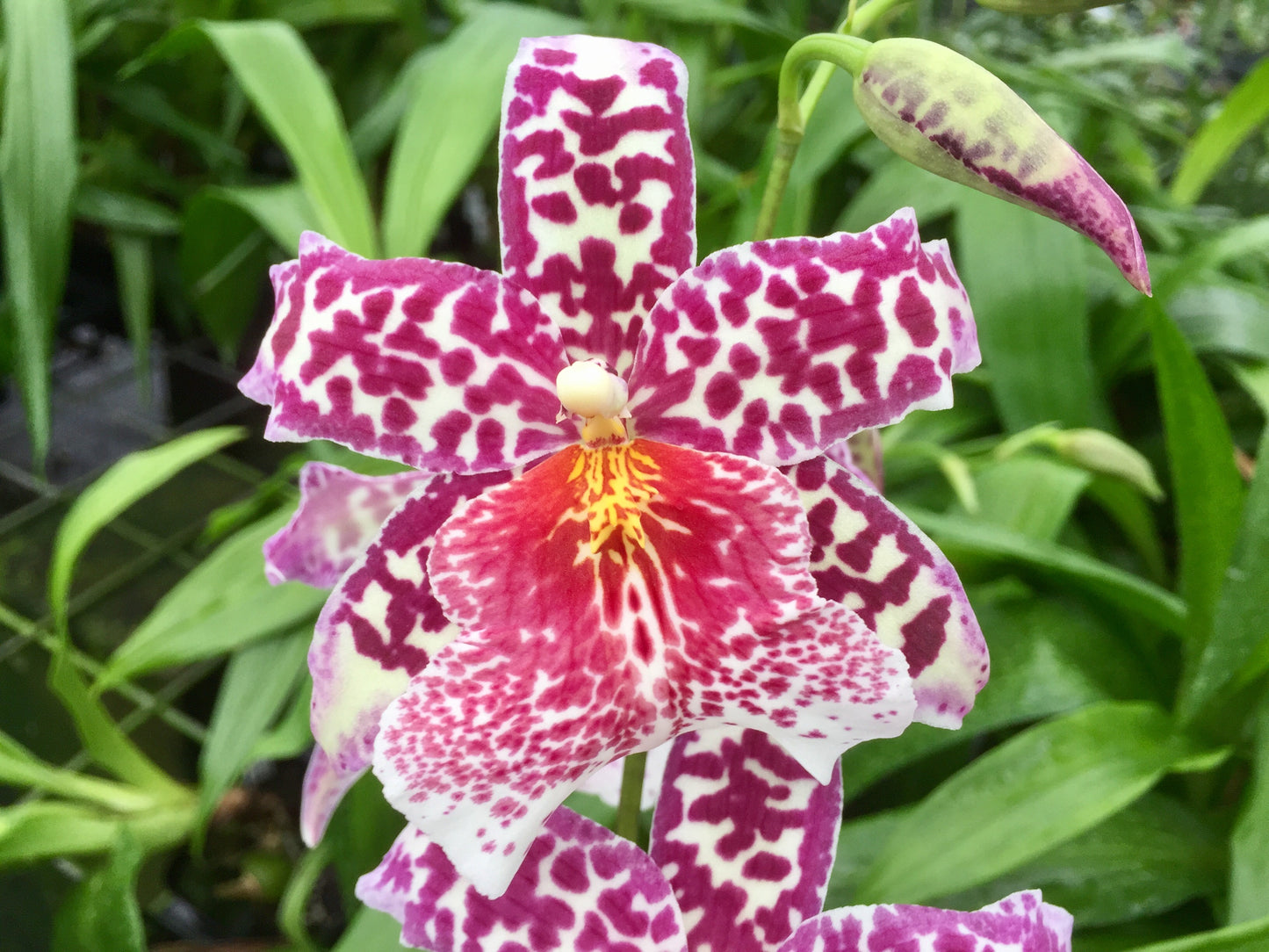 Bllra. Big Shot 'Pink Panther'