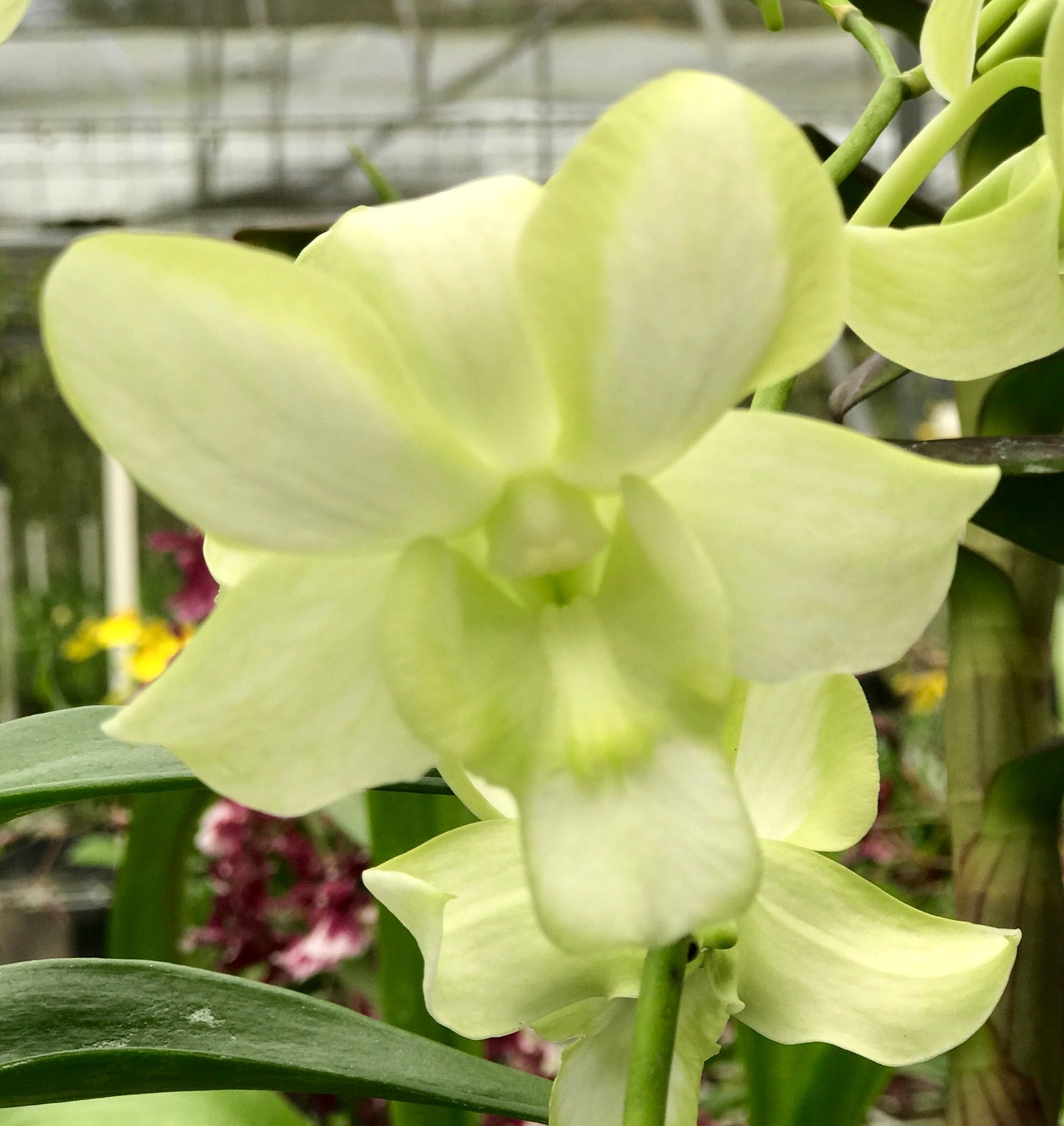 Den. Edfran's Gem 'Green Flash'- Blooming Size