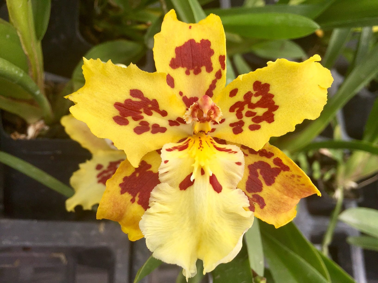 Odcdm. Brennan Scott Barfield 'Kalapana Sunrise' with Yellow Ecopot (Retail Orders)