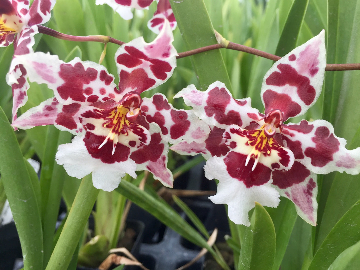 Wils. Castle Issa 'Hilo Bay' with a Red Ecopot (Retail only)