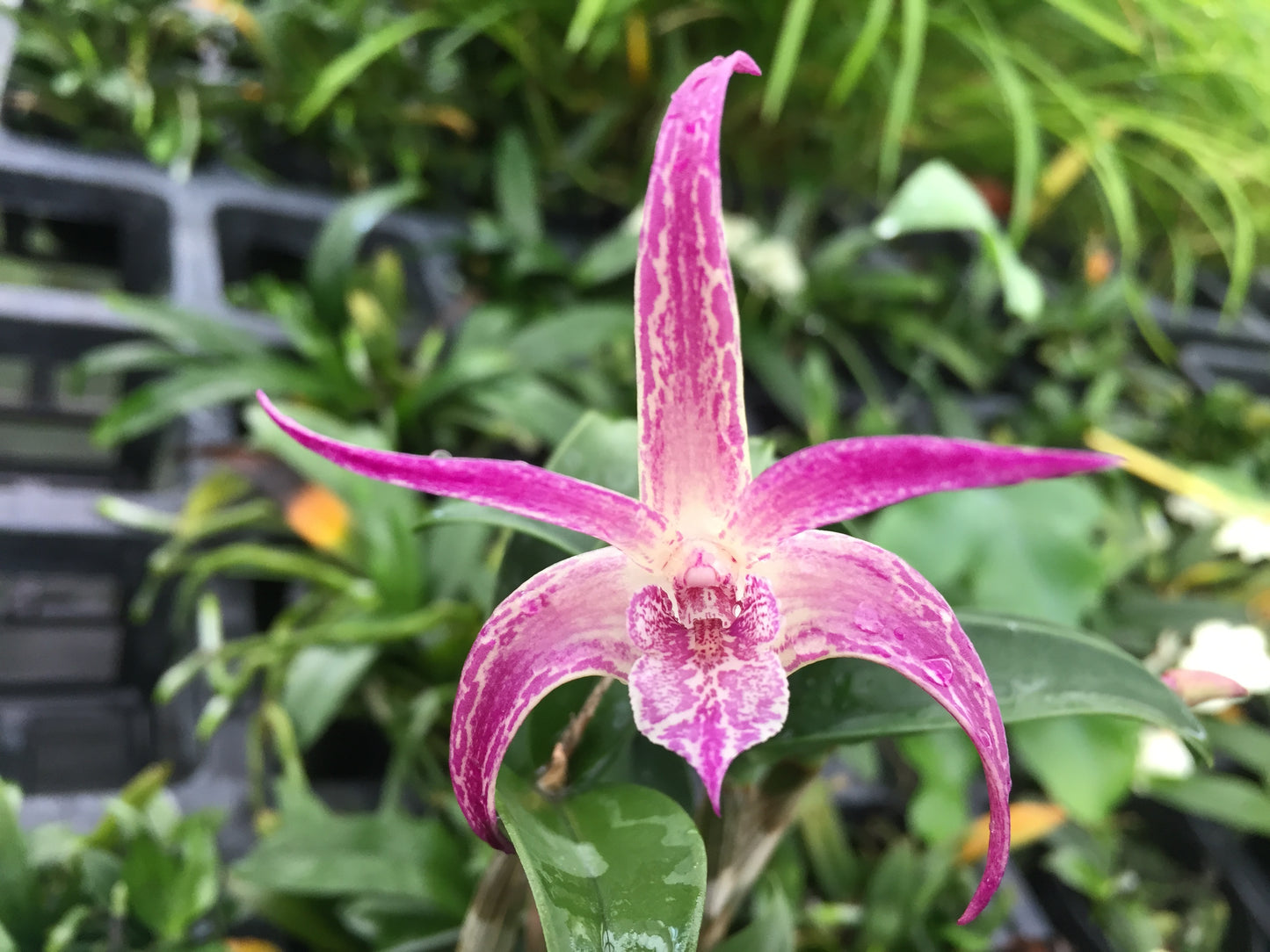 Den. Gilleston Jazz 'Steve' x Victorian Bride 'Genesis'