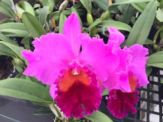 Rlc. Grant Eichler ‘Lenette’- Blooming Size