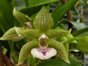 Ink. Cheyenne Marie 'Green Gecko'