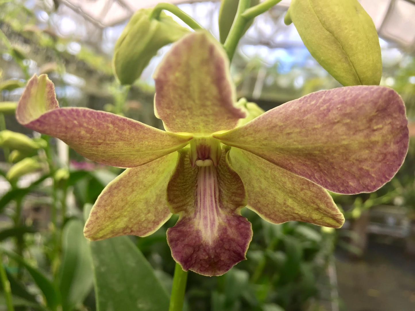 Den. Healani Sandstone with Green Eco Pot