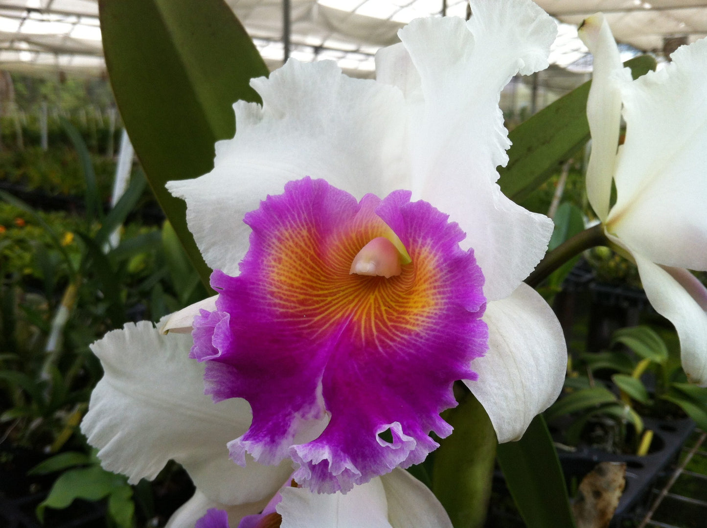 Blc. Hillary Rodham Clinton 'First Lady'- Non Bloom