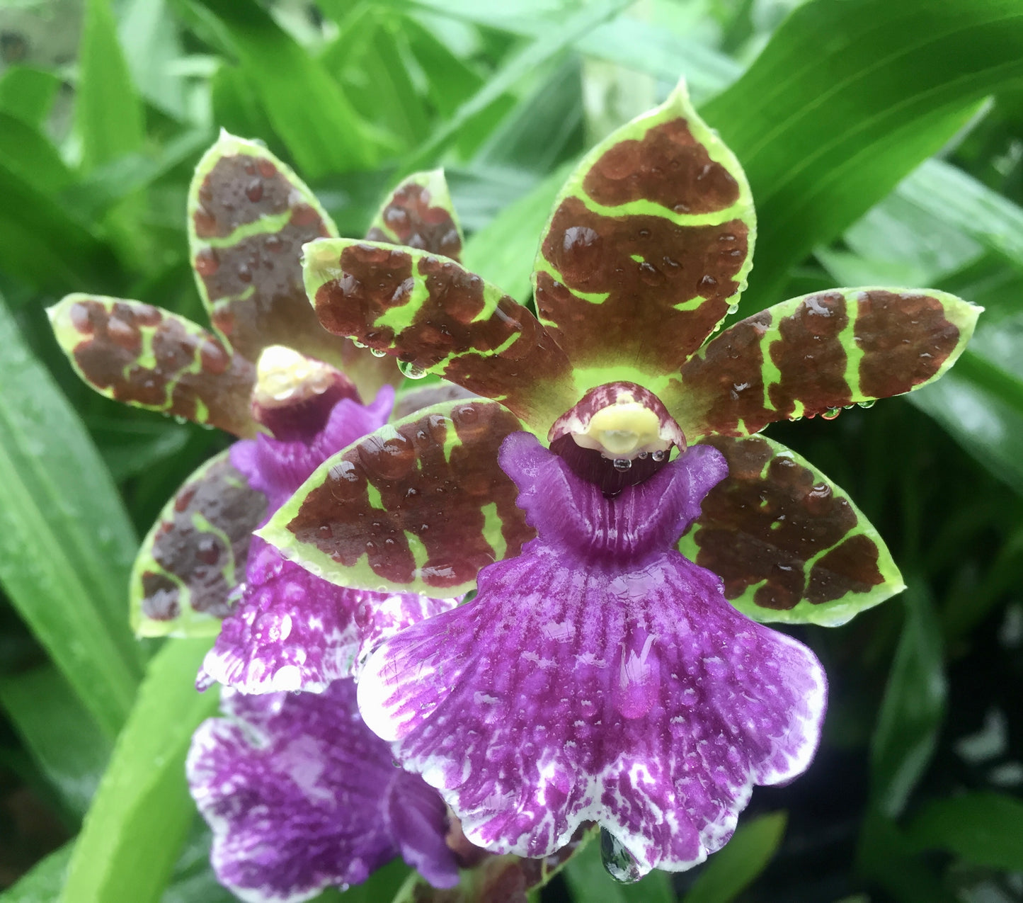 Zygo. Artur Elle 'Tombstone'