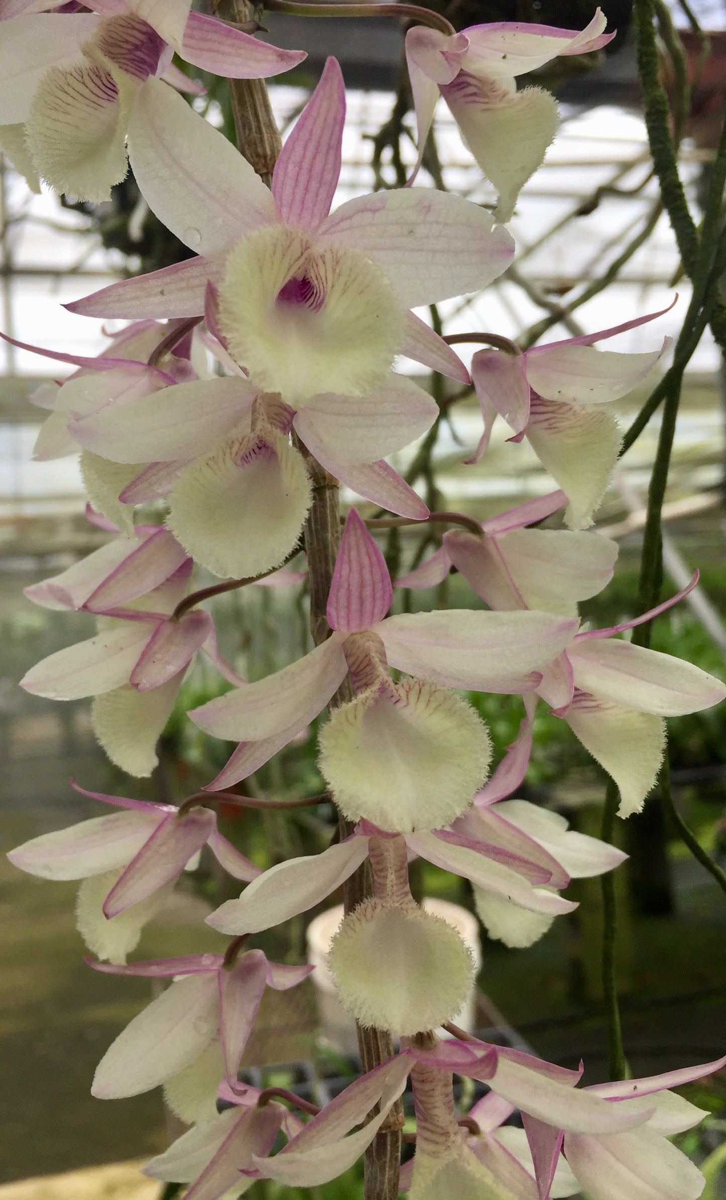Den. aphyllum