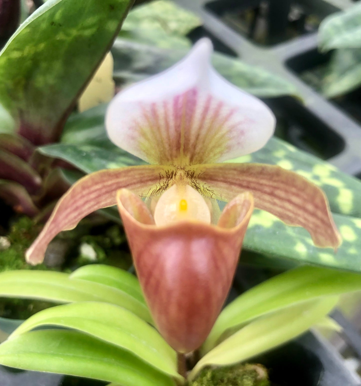 Paph. Little Trouble