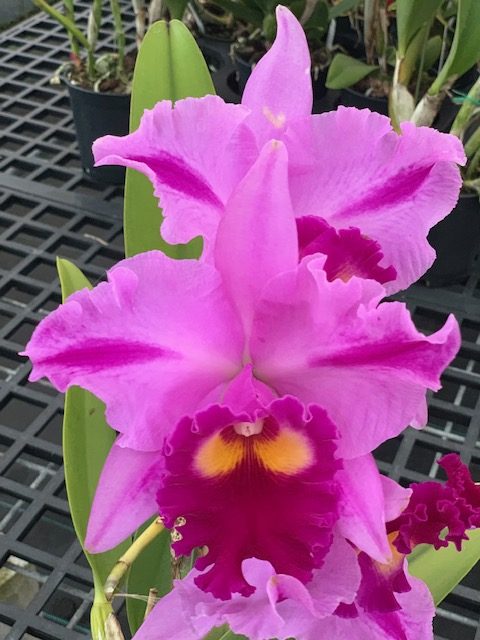 Rlc. Glorious Star 'Shogun Hawaii' - Blooming size