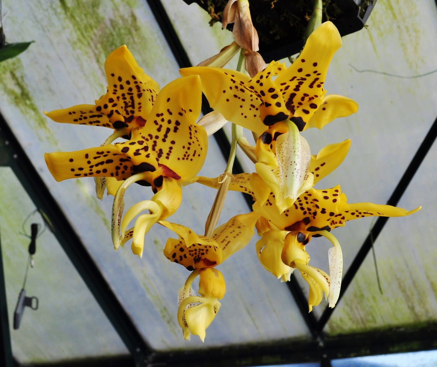 Stanhopea Gary Baker 6" hanging basket, Blooming Size