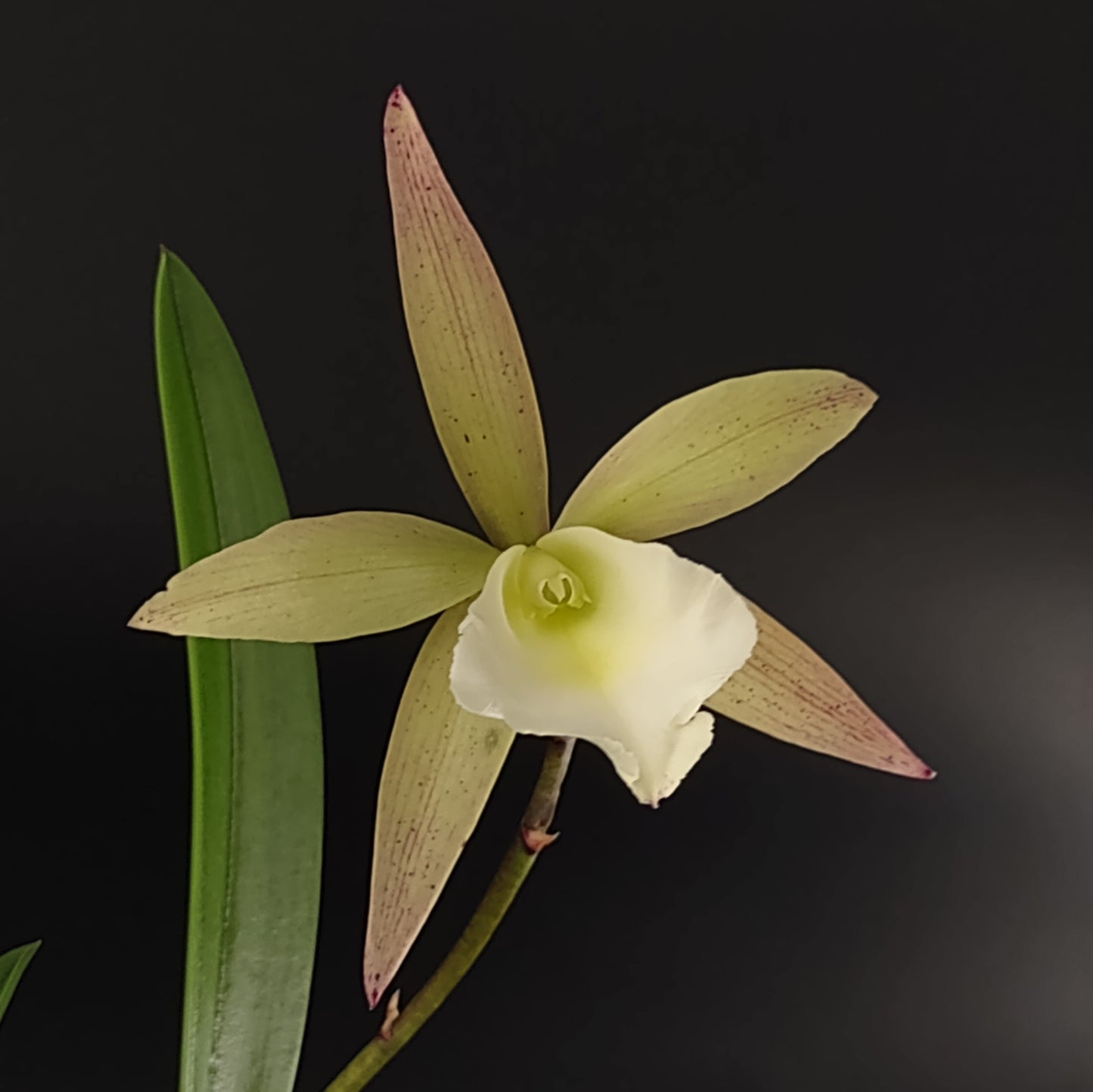 Cattleya Summer Spot x Brassavola nodosa