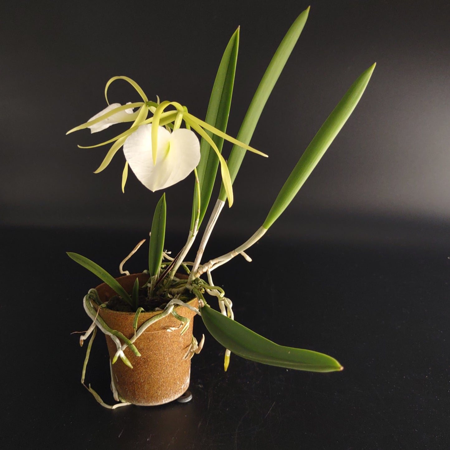 B. nodosa 'Remar' x 'Mas Major'