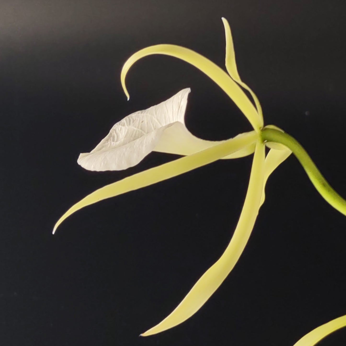 B. nodosa 'Remar' x 'Mas Major'