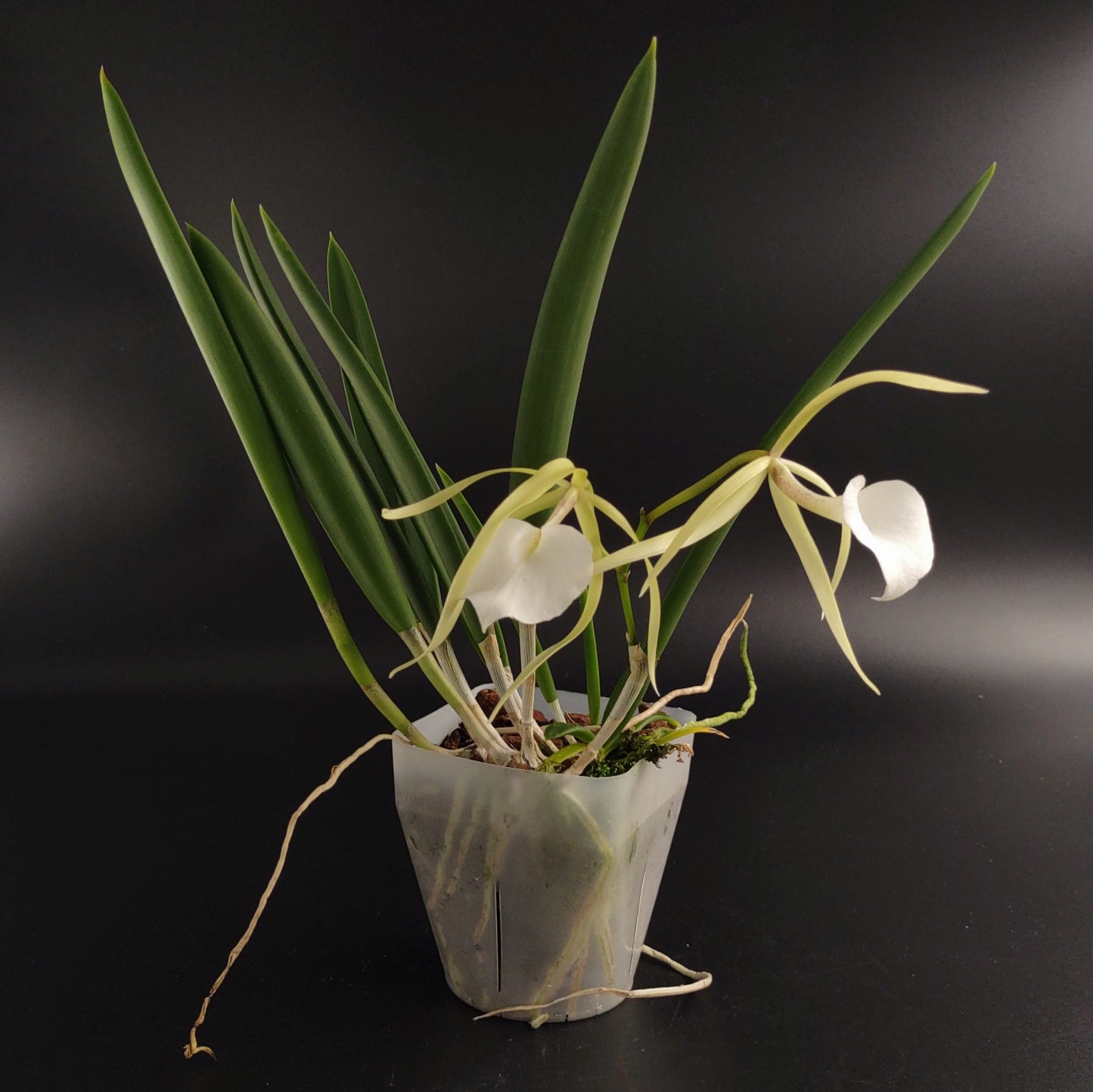 Brassavola nodosa "Lady of the Night Orchid"