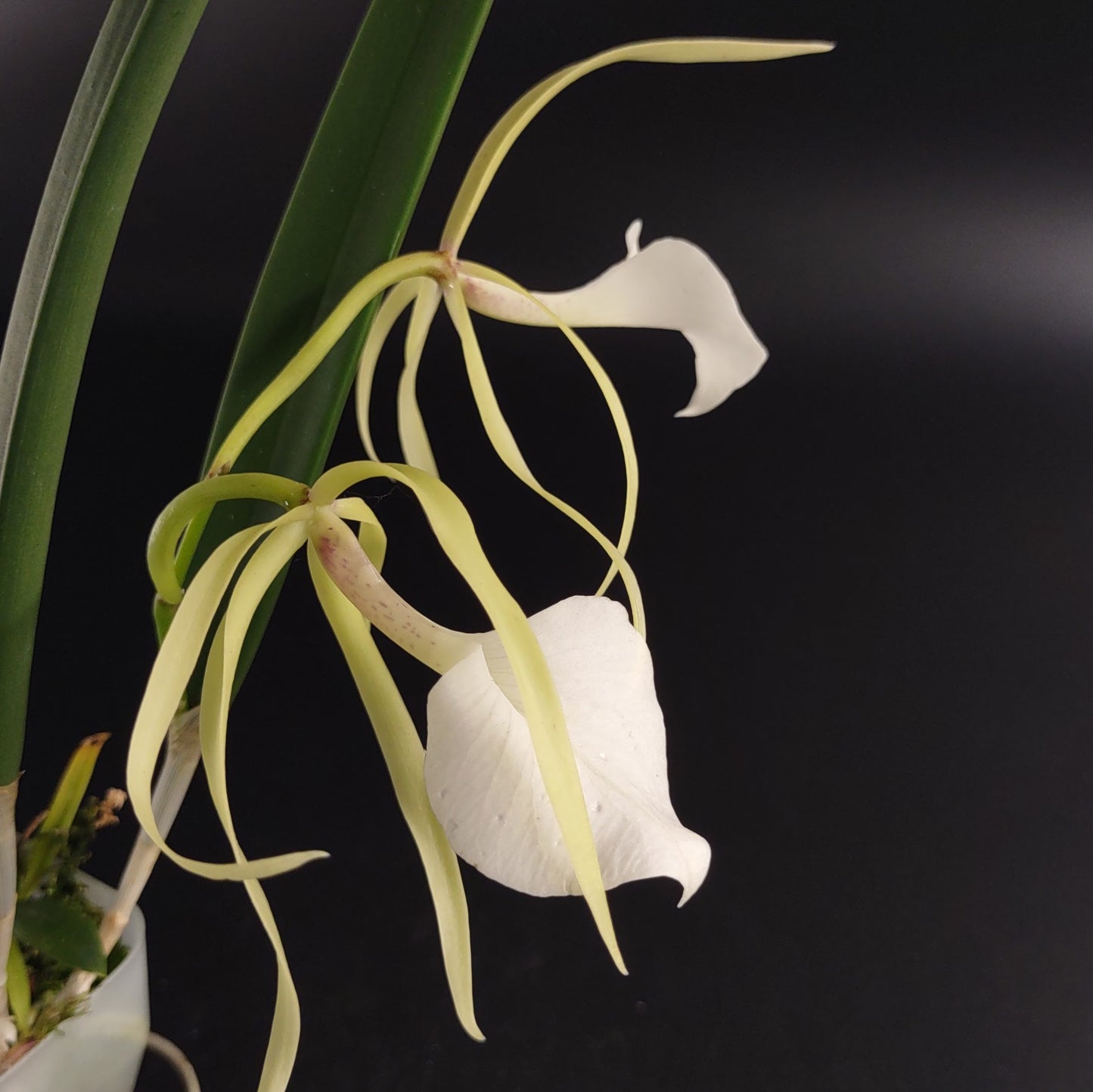Brassavola nodosa "Lady of the Night Orchid"