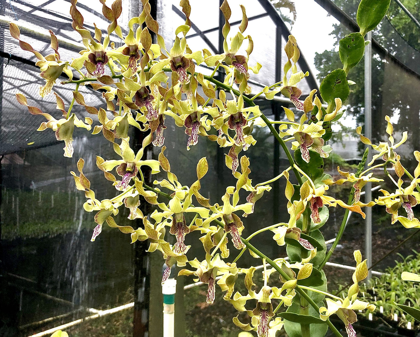 Den. Haleahi Streamers