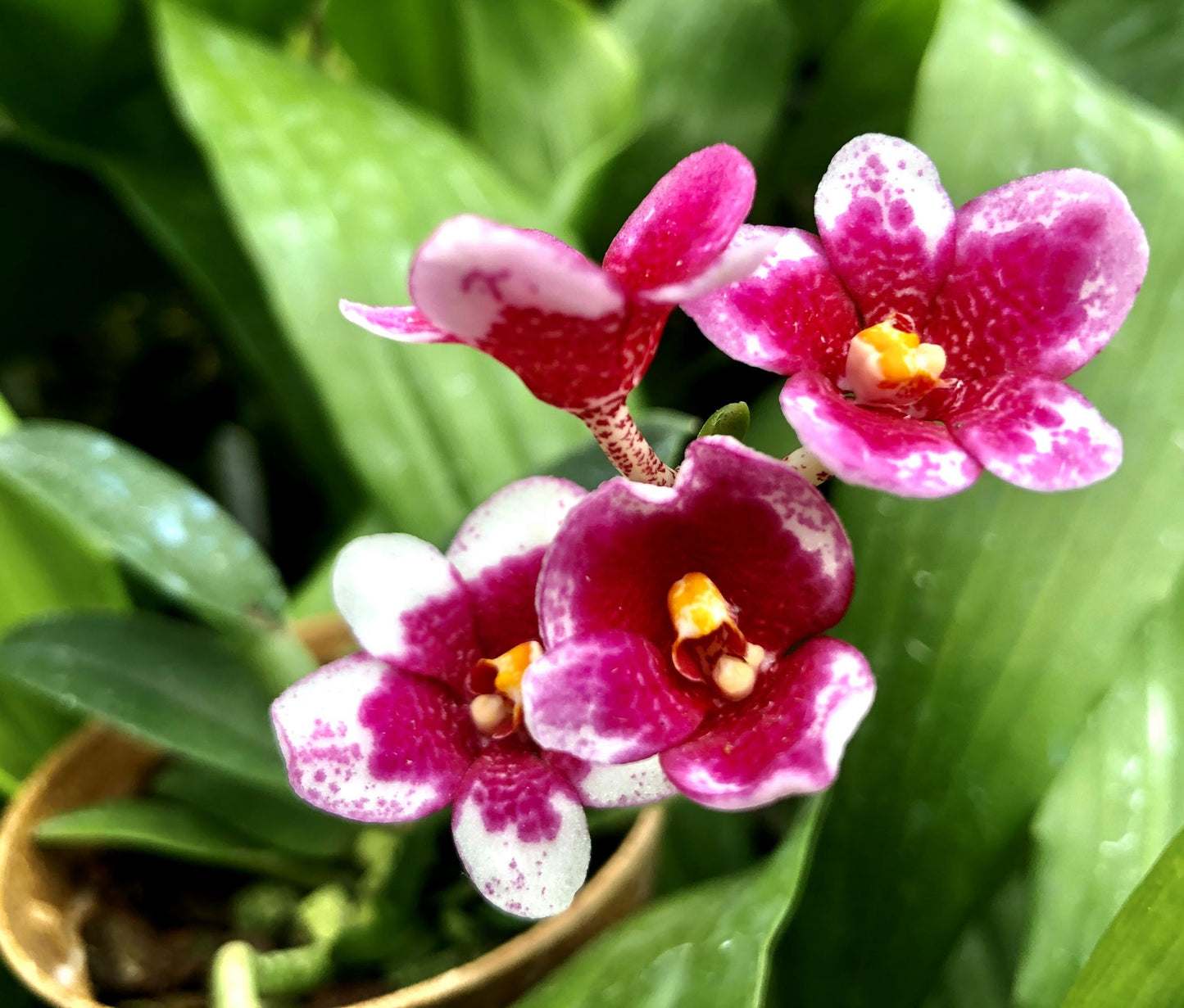 Sarcochilus Hybrids- Blooming Size