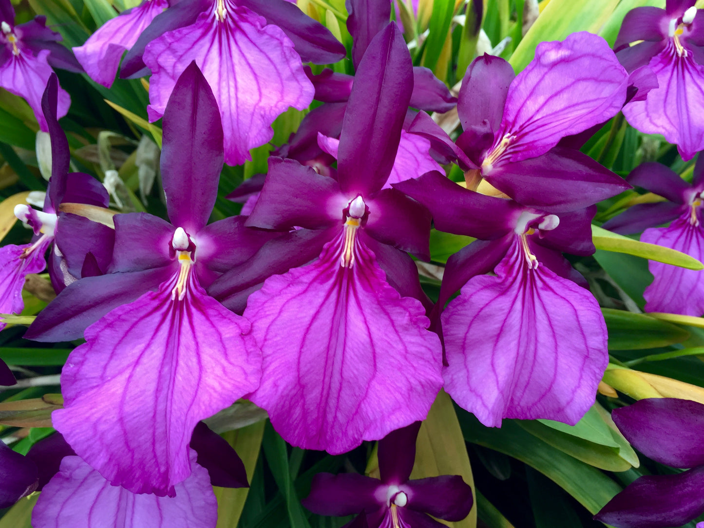 Milt.Spectabilis- 2-3" Blooming Size