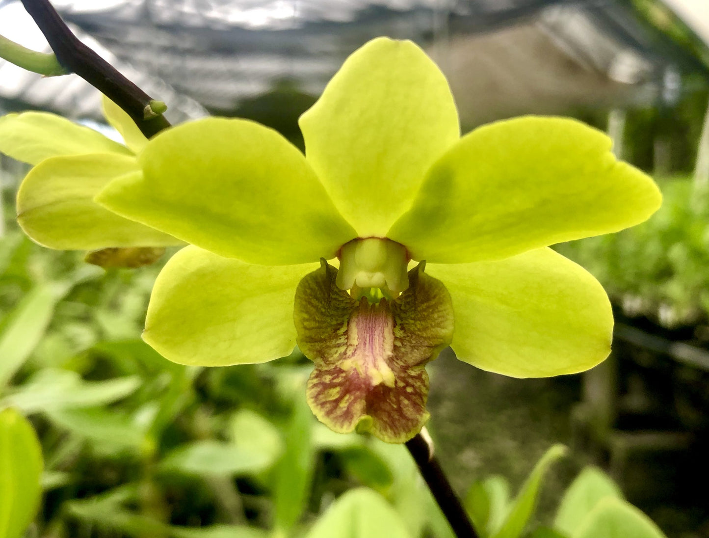 Den. Kalapana Sunset