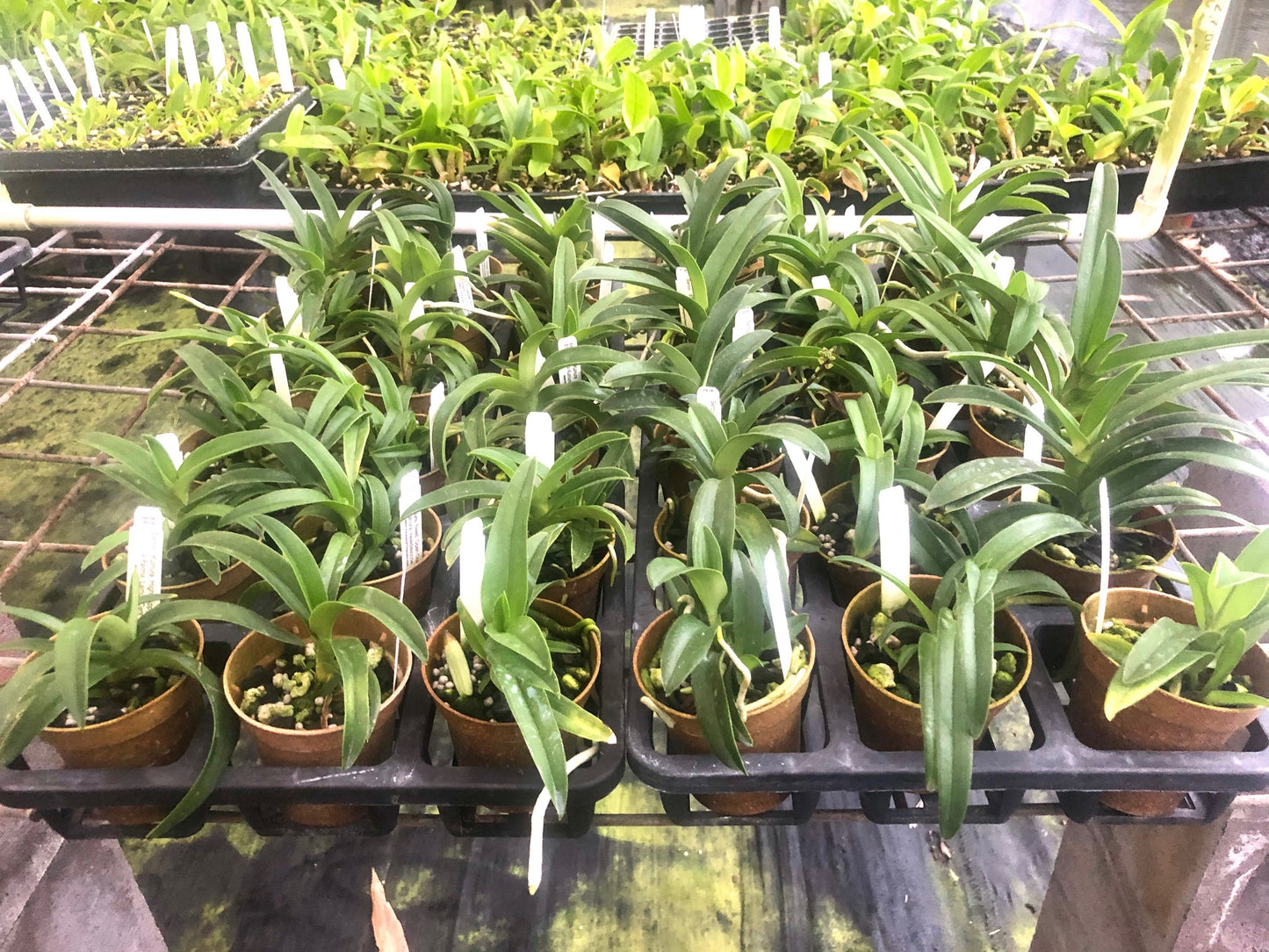 Sarcochilus Hybrids - 6 asst -Blooming size