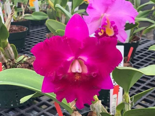 Rlc. Hisako Song 'Shogun Hawaii'- Blooming Size
