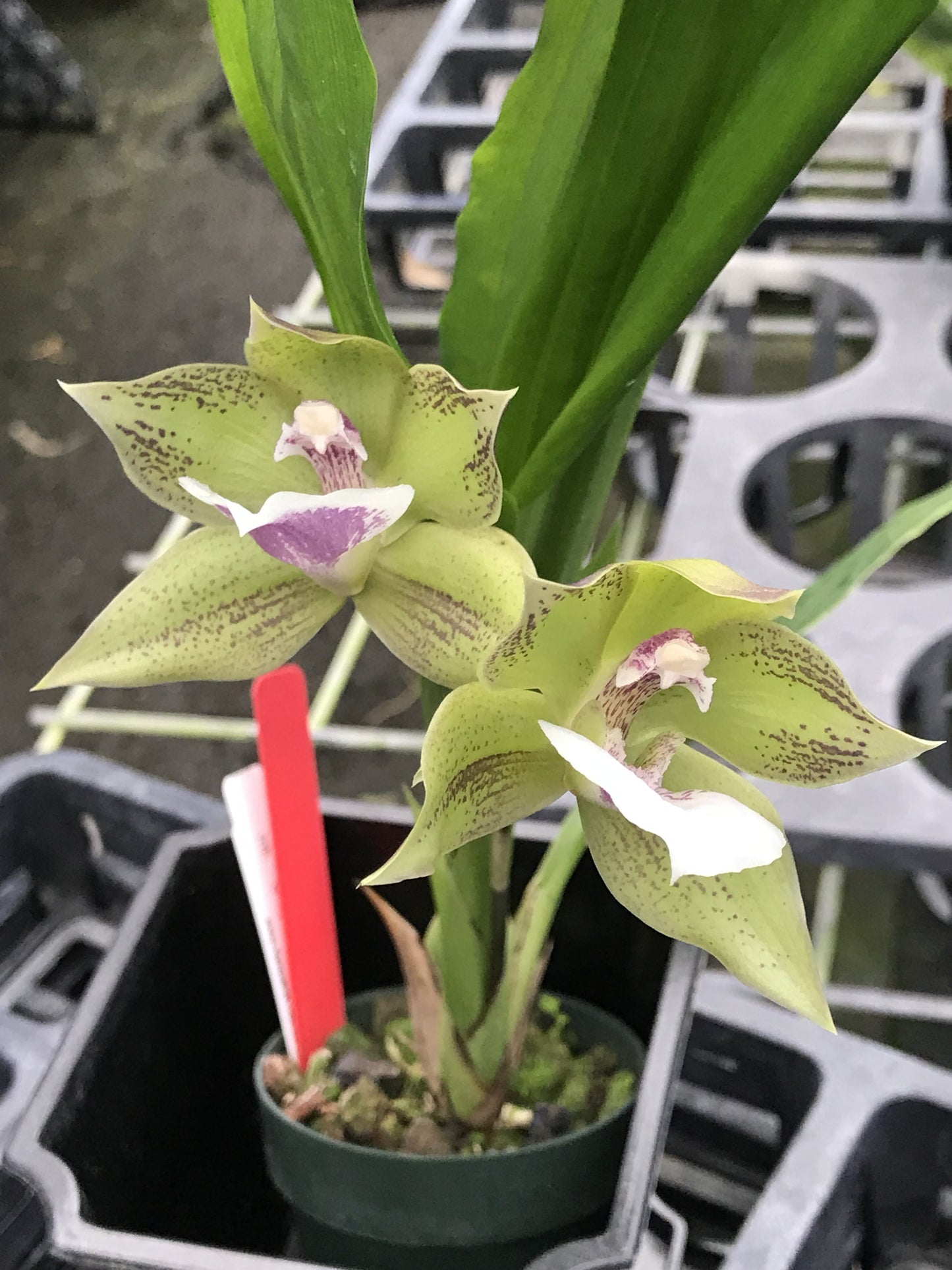 Ink. Cheyenne Marie 'Midori' with Green Ecopot (Retail Only)