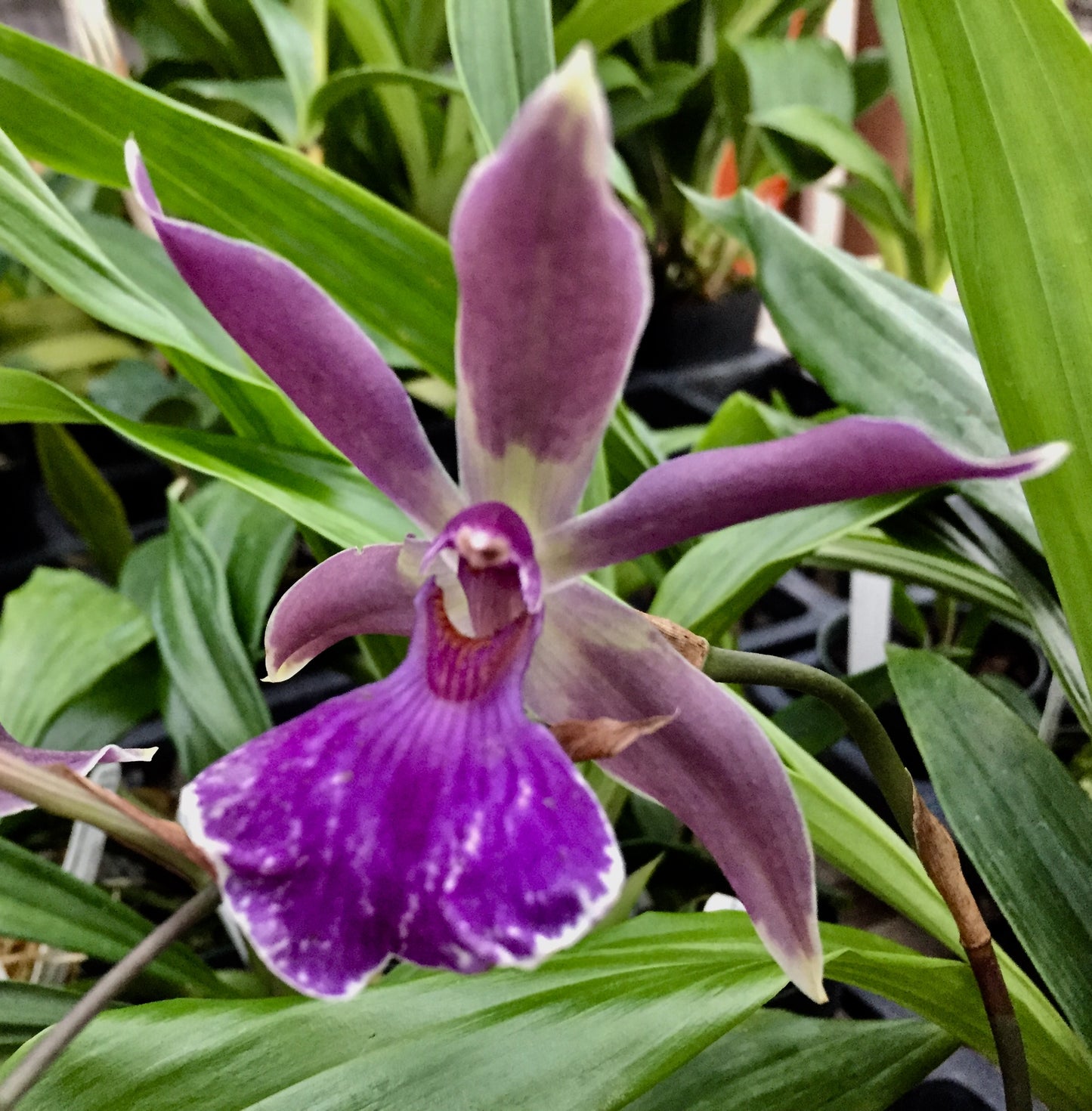 Bolopetalum Midnight Blue 'Cardinal's Roost'